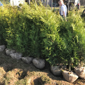 Саженцы Комплект 5шт / Туя Брабант 100-150 см