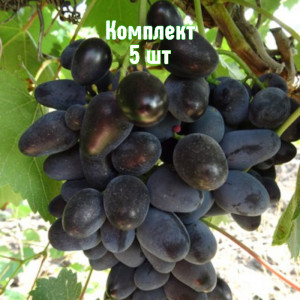 Саженцы Комплект 5шт / Виноград Кармен