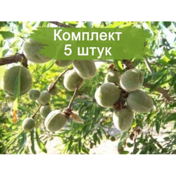 Миндаль Виктория Миндаль Виктория